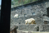 http://pehor.com/zf3/_files/obrazky/PRAHA06072017zoo/LedniMedvedi2.jpg