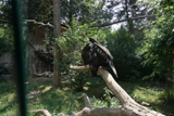 http://pehor.com/zf3/_files/obrazky/PRAHA06072017zoo/orel.jpg