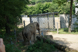 http://pehor.com/zf3/_files/obrazky/PRAHA06072017zoo/slon.jpg