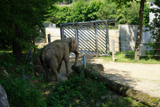 http://pehor.com/zf3/_files/obrazky/PRAHA06072017zoo/slon2.jpg